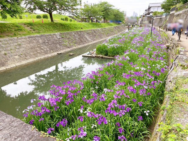 高瀬裏川花しょうぶ