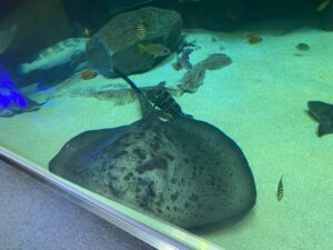 みやじマリン宮島水族館