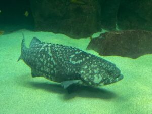 みやじマリン宮島水族館