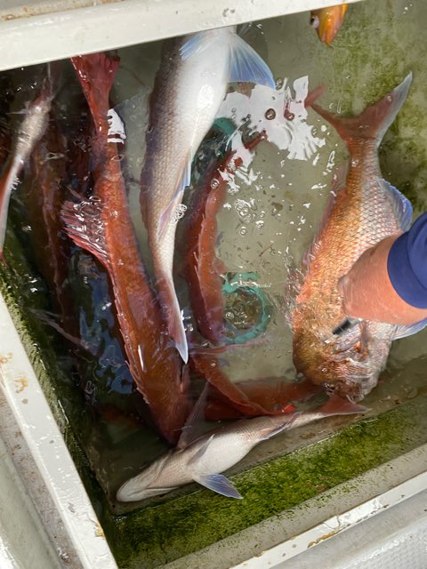 魚釣り