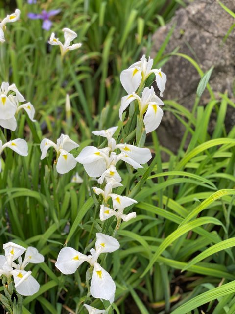 玉名高瀬裏川花しょうぶ