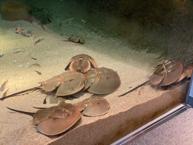 みやじマリン宮島水族館