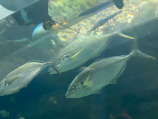 みやじマリン宮島水族館