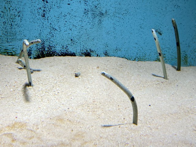 みやじマリン宮島水族館