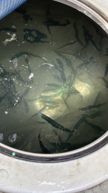 魚釣り