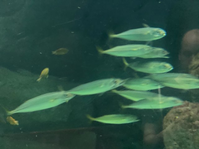 みやじマリン宮島水族館