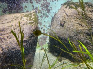 みやじマリン宮島水族館