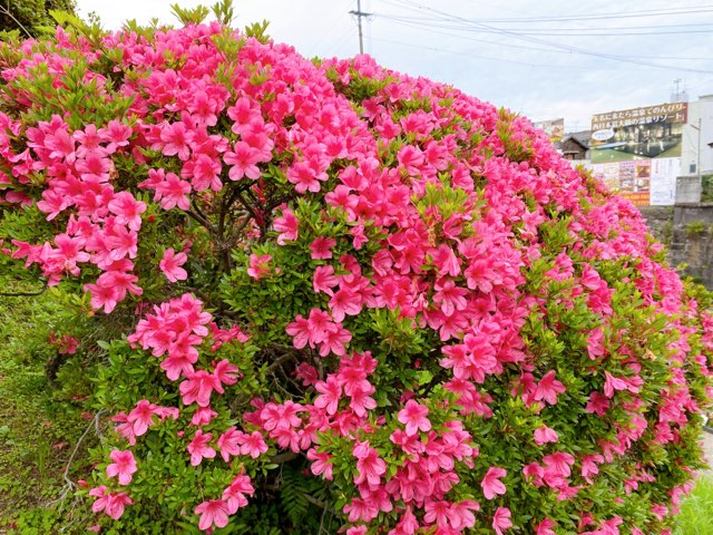 高瀬裏川花しょうぶ