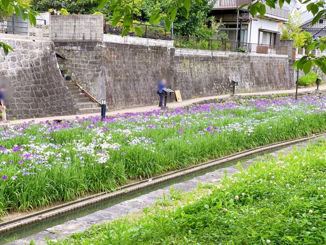 高瀬裏川花しょうぶ