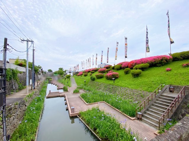 高瀬裏川花しょうぶ