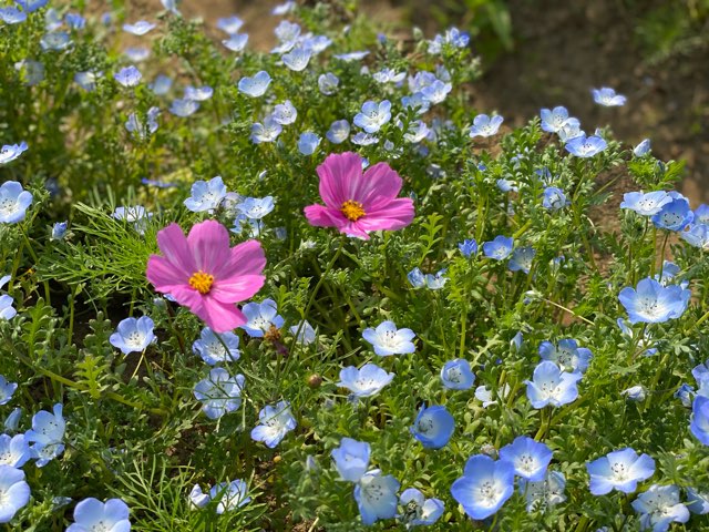 阿蘇立野ネモフィラ畑