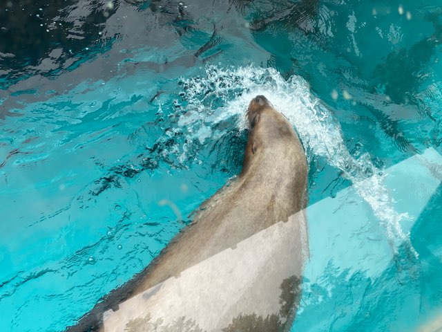 みやじマリン宮島水族館