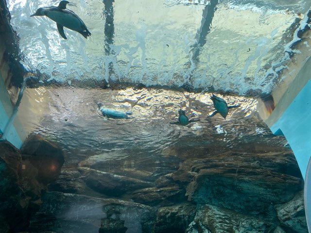 みやじマリン宮島水族館