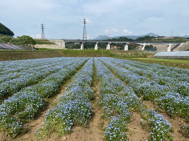 阿蘇立野ネモフィラ畑