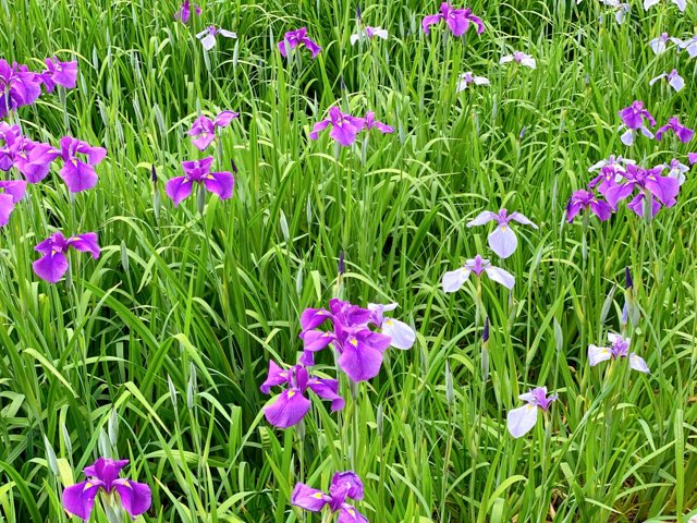 高瀬裏川花しょうぶ