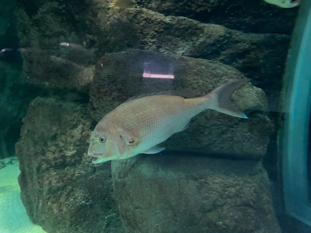 みやじマリン宮島水族館