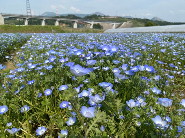 立野ネモフィラ畑