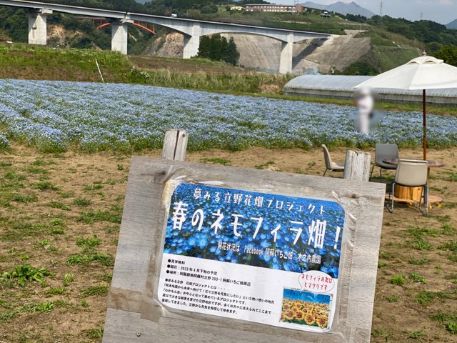 阿蘇立野ネモフィラ畑