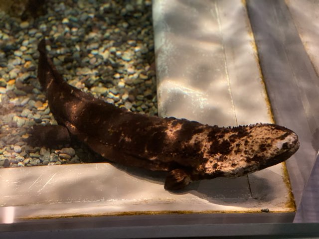 みやじマリン宮島水族館