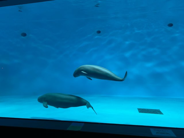 みやじマリン宮島水族館、