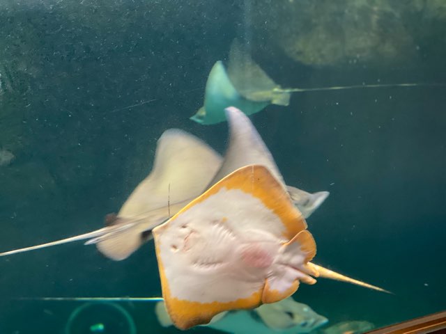 みやじマリン宮島水族館