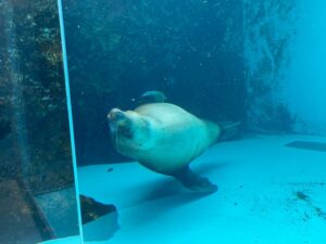 みやじマリン宮島水族館