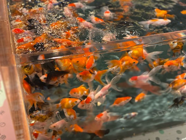 みやじマリン宮島水族館