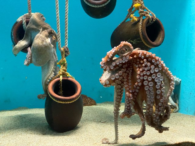 みやじマリン宮島水族館