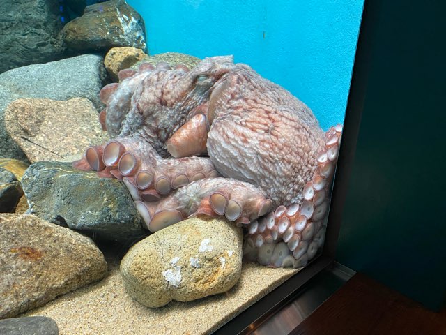 みやじマリン宮島水族館