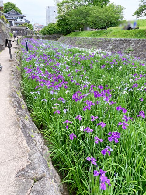 高瀬裏川はなしょうぶ