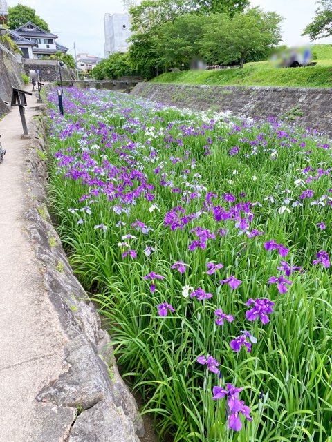 高瀬裏川はなしょうぶ