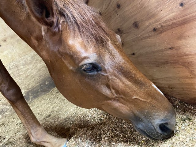 EPONA乗馬クラブ