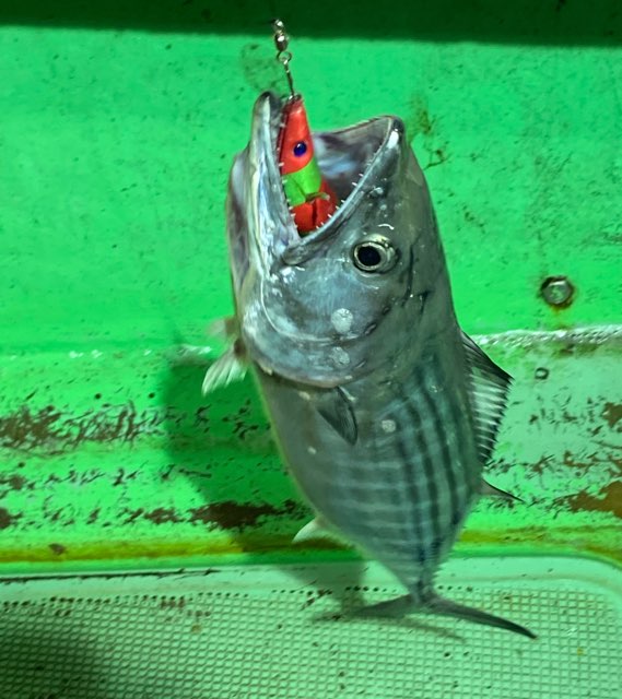 魚釣り