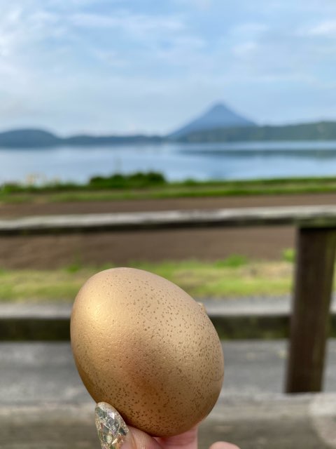 黄金の鳥居・金豊龍