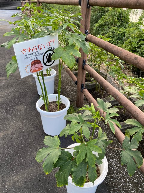 道の駅いぶすき