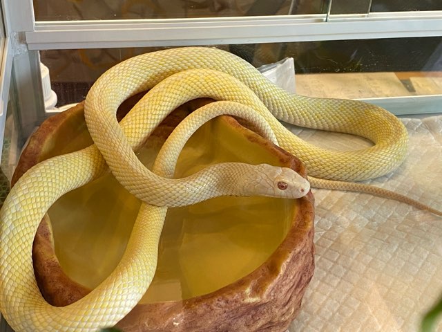 メディカルO2近見