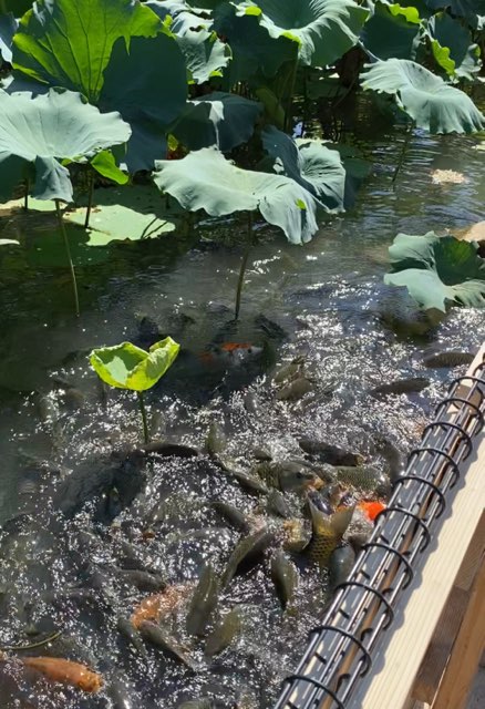 青井阿蘇神社