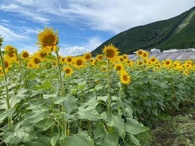 阿蘇立野木之内農園ひまわり畑