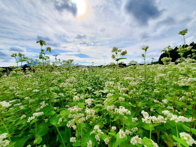 阿蘇波野そば畑