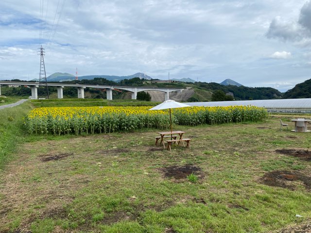 阿蘇立野木之内農園ひまわり畑