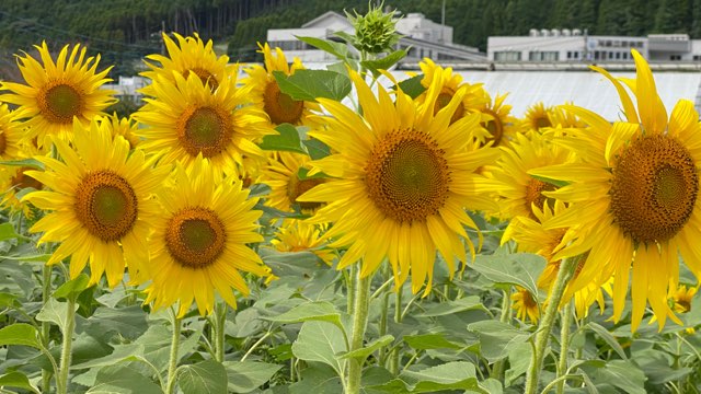 阿蘇立野木之内農園ひまわり畑