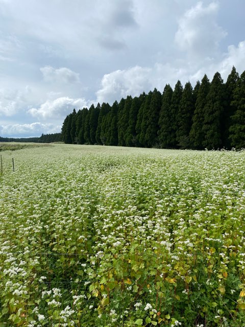 波野そば畑