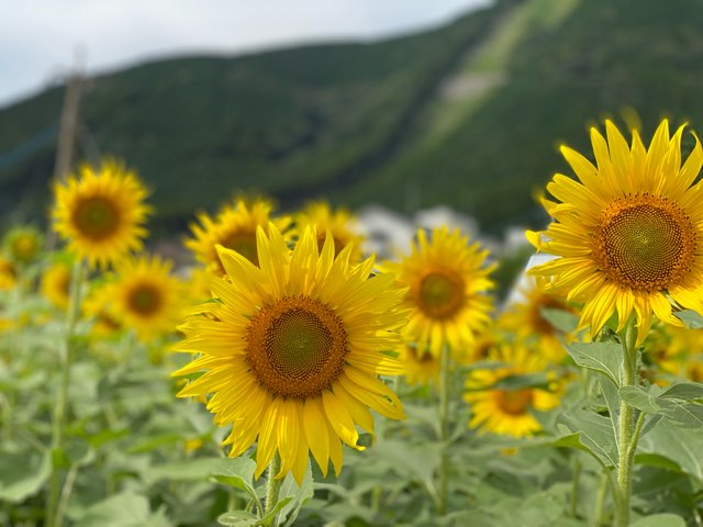 阿蘇立野ひまわり畑