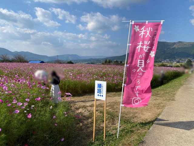 道の駅あそ望の郷くぎのコスモス