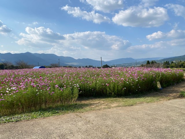 道の駅あそ望の郷くぎのコスモス