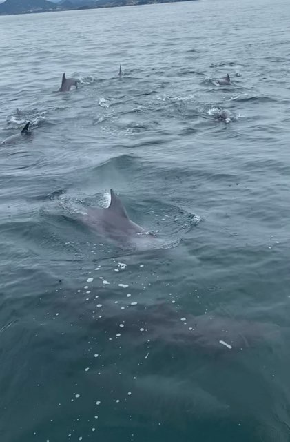 イルカウォッチング