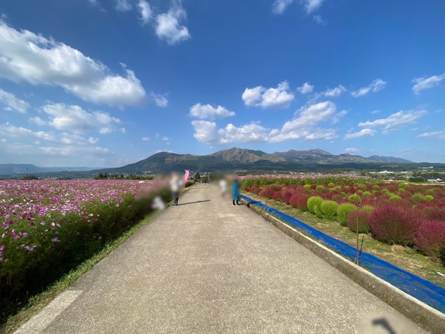 道の駅あそ望の郷くぎのコスモス