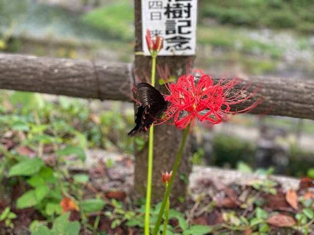 沈堕の滝・沈堕発電所跡