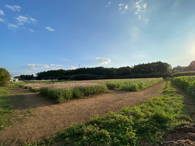 道の駅旭志コスモス園