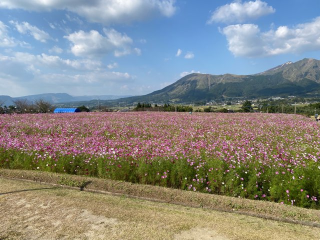 道の駅あそ望の郷くぎのコスモス